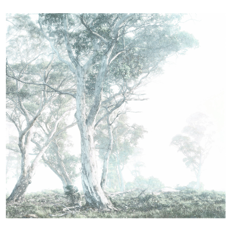 Vlies Fototapete - Magic Trees - Größe 300 X 280 Cm